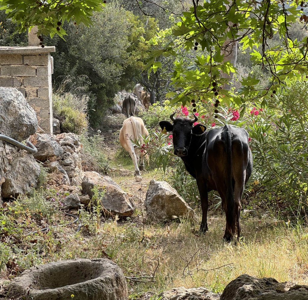 Σουβενίρ από Ελλάδα – Η Παράδοση σε Τake Away μορφή