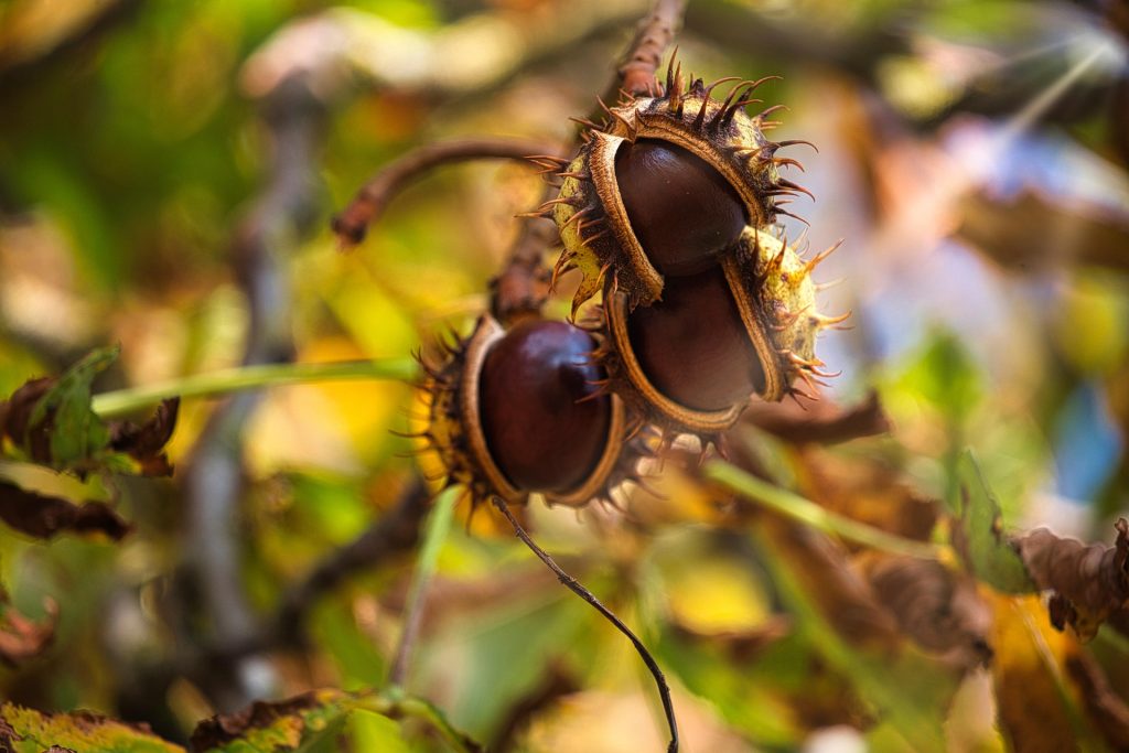 Κάστανα: Ο χειμωνιάτικος θησαυρός της φύσης και γαστρονομίας